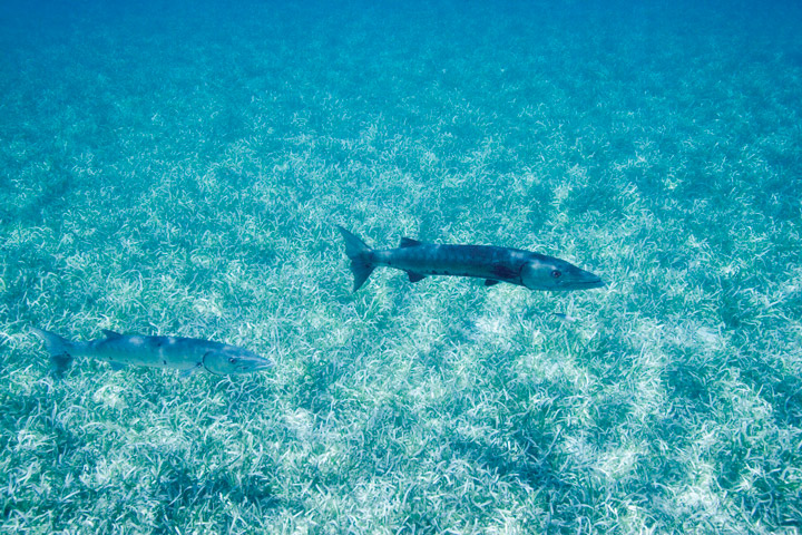 Underwater photography