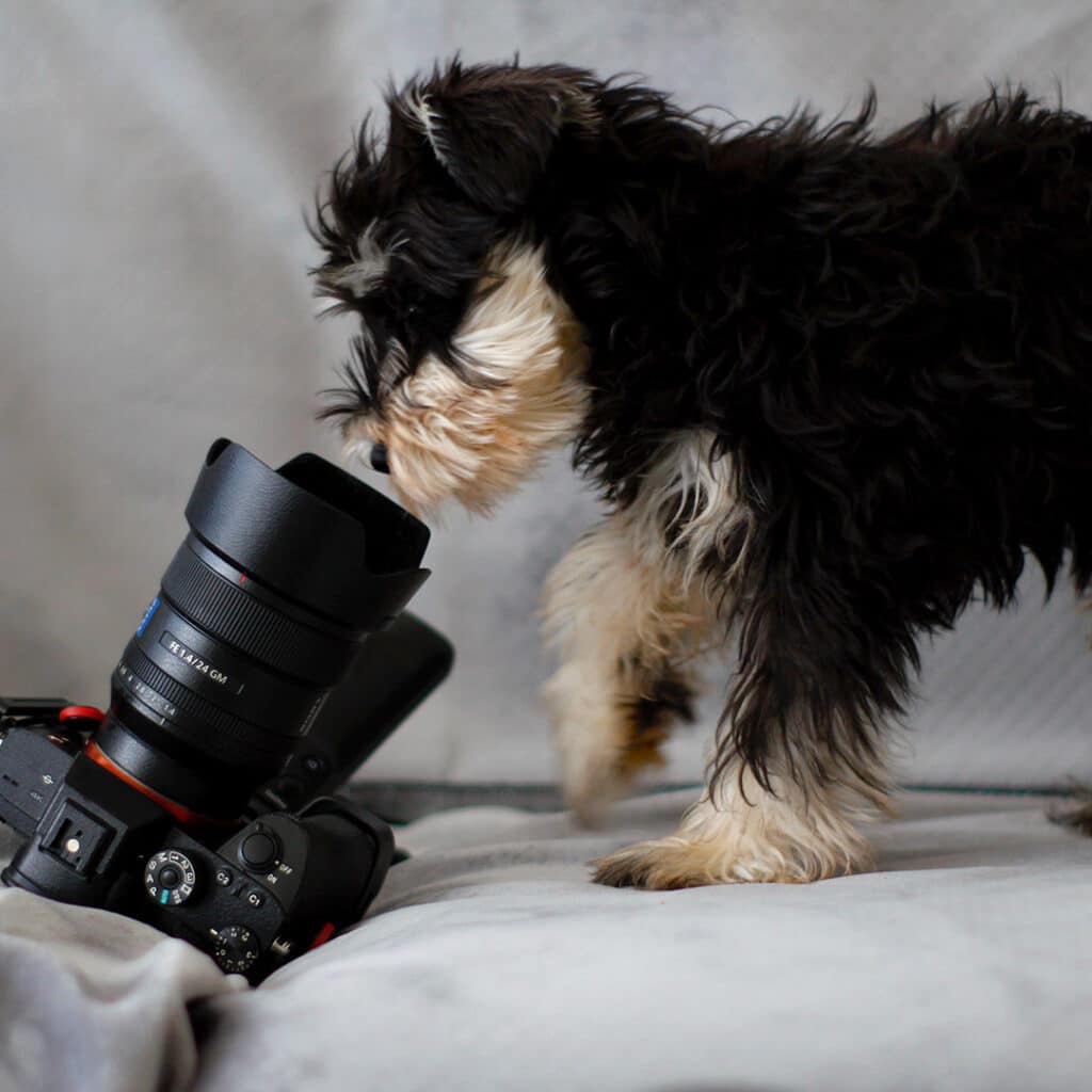 Dog looking in the objective of a camera.