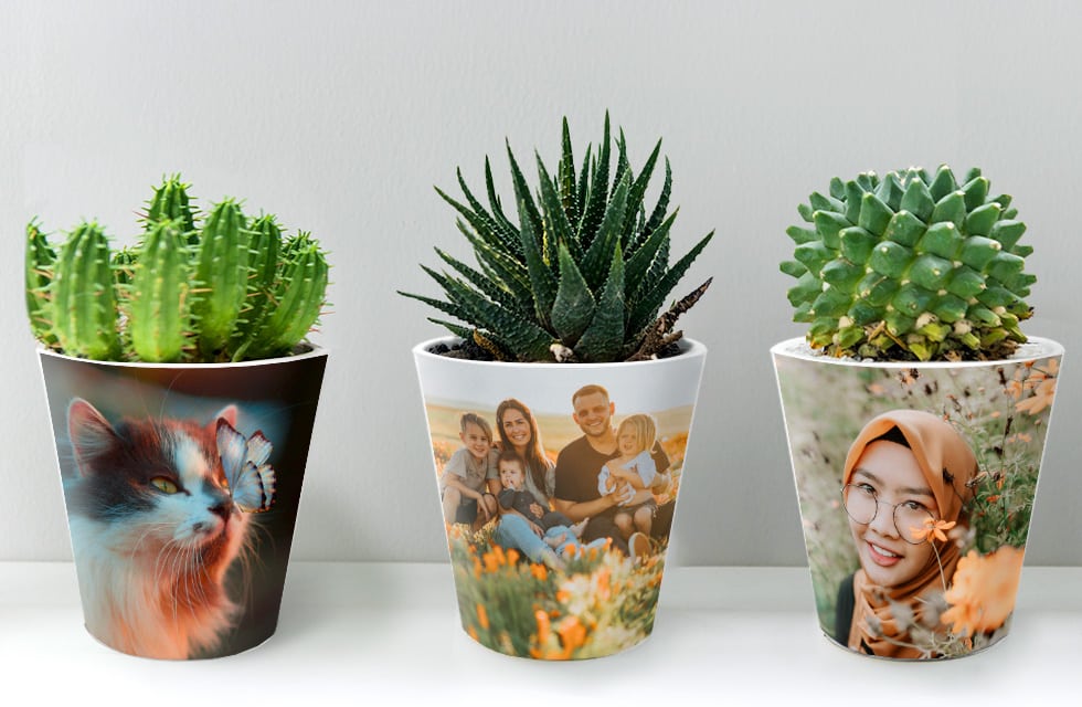 Create a Custom Plant Pot & Fill it With Succulents & Herbs That Are Easy to Care For