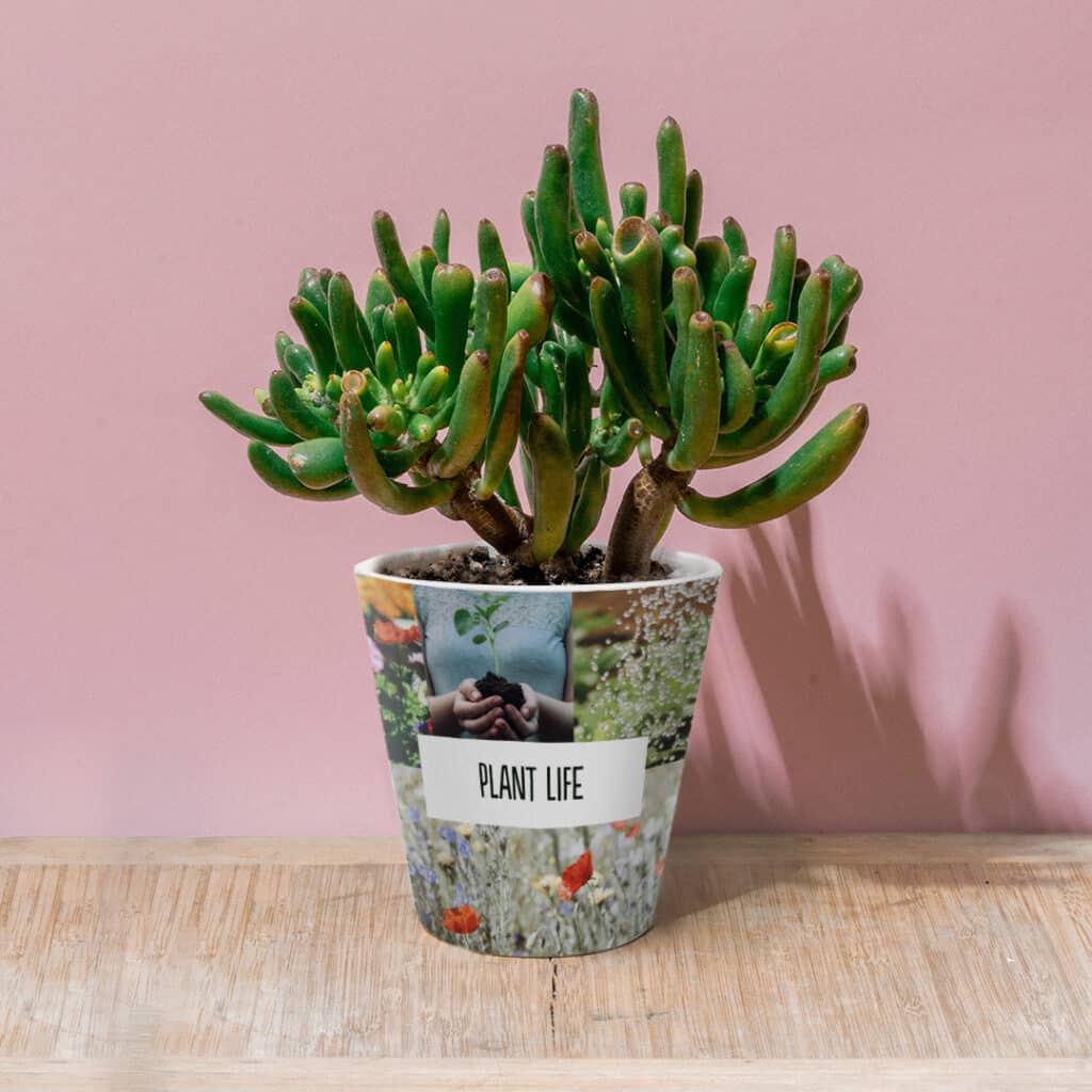 Create a Custom Plant Pot & Fill it With Succulents & Herbs That Are Easy to Care For