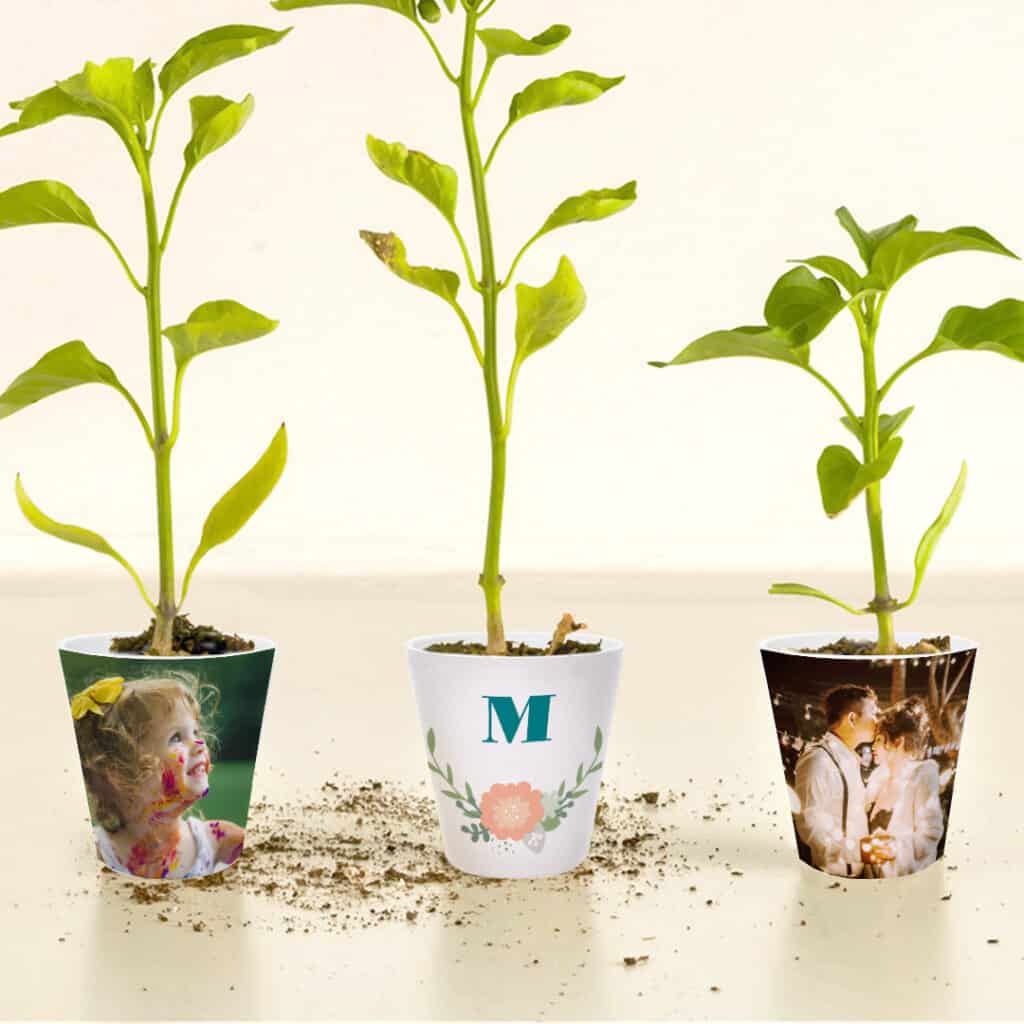 Create a Custom Plant Pot & Fill it With Succulents & Herbs That Are Easy to Care For